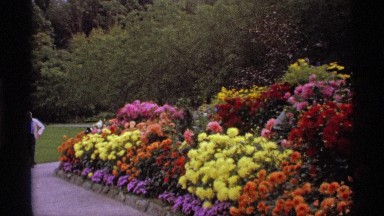 1974: a garden beautiful variety of flowers,colourful flowers,a man wandering in