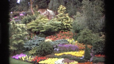 1974: a flourishing flower bed with a variety of flowers and colors tightly
