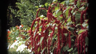 1974: red, white and green plants are in a queue, someone them have few orange
