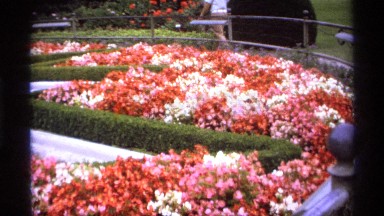 1974: a blossoms at exhibition VANCOUVER CANADA