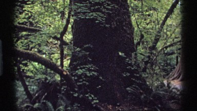 1974: Large Tree in a Green Forest Vancouver Canada