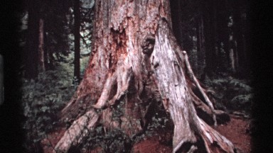 1974: Huge Tree Trunk with Cracked and Spreading Base Vancouver Canada