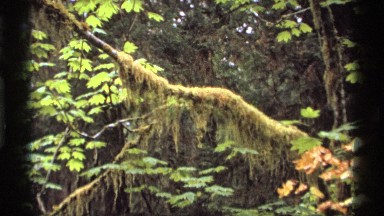 1974: A Jungle Branch Crossing From One Tree To Another Vancouver Canada