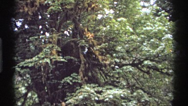 1974: Large Hanging Tree Branches Vancouver Canada