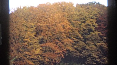 1974: full, lush trees with orange and green leaves on a fall day MINNESOTA