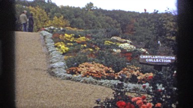 1974: visitors look at garden section labeled chrysanthemum collection MINNESOTA