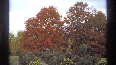 1974: a group of people walking in an area made up of trees in autumnal shades
