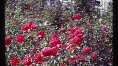 1967: quick clip of red flowers MONTREAL CANADA