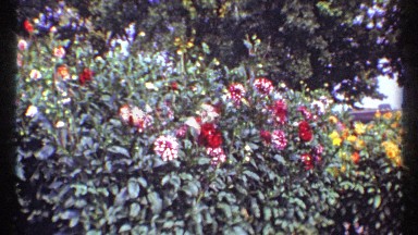 1967: close up view of a flower garden with green leaves and variation flowers