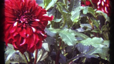 1967: red flowers bloom atop green stalks rising through heavy cover of green