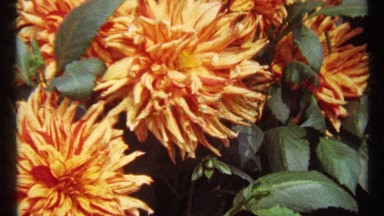 1967: flowers with dark shiny leaves MONTREAL CANADA
