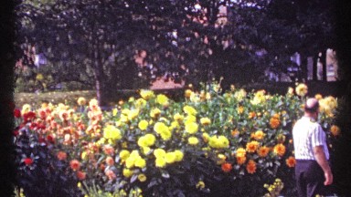 1967: a garden full of beautiful red, yellow and orange flowers. MONTREAL CANADA