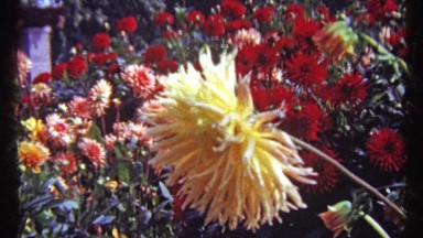 1967: watching a great garden with colorful and beautiful flowers MONTREAL