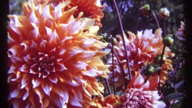 1967: a flower with cute color and looks beautiful and it grouped together at