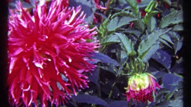 1967: beautiful pink flower MONTREAL CANADA