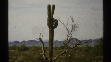 1972: a view of the desert with cactus and shrubs and mountains in background