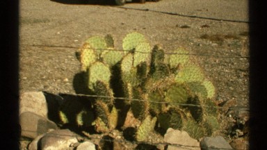 1972: close view of a cactus plant ARIZONA