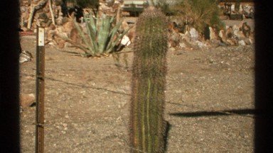 1972: Landscape of Desert Plants on a Bright Sunny Day Showing Their Variety