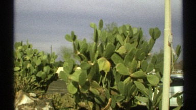 1972: a close up view of cacti and other desert vegetation ARIZONA
