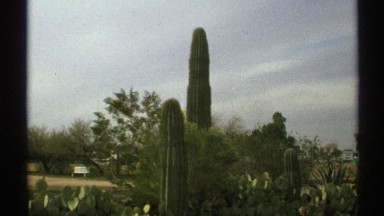 1972: tall cactus sits in the middle of the hot desert road. ARIZONA