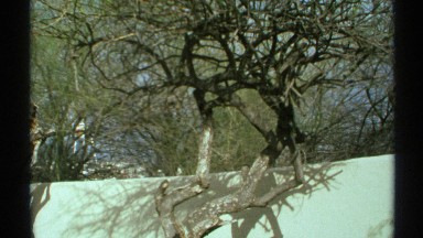 1972: a wall and some trees inside the wall that looks like an entrance of a