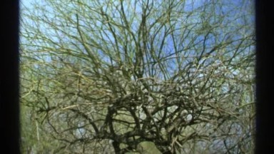 1972: a majestic gnarly branch budding tree in the springtime ARIZONA