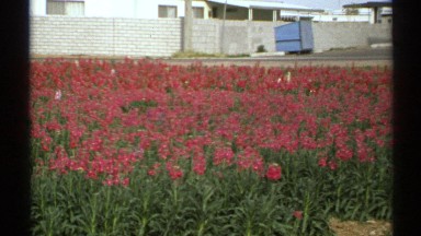 1972: a fantastic flowery field full of beautiful tiny red flowers ARIZONA