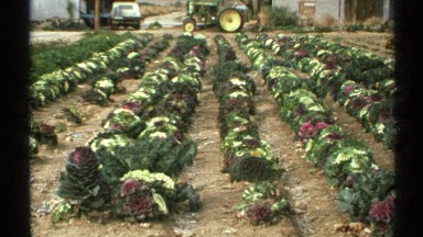 1972: A Farm's Proud Result in Arizona