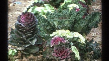 1972: The Beautiful Plants Are Grown In The Ground And The Plant Looks Like The