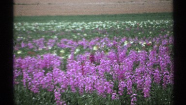 1972: a field of beautiful purple lilacs and white flowers ARIZONA