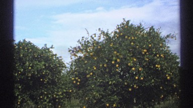 1972: a tree that full of fruits and it looks like tasty one to eat and located