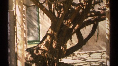 1972: An Old Twisted Tree with Intertwined Branches in Arizona