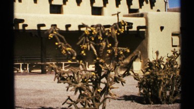 1972: yellow buds grow on thick branches of leafless shrub by building NEW