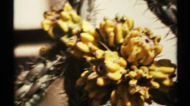 1972: a bunch of ripened fruits with golden yellow color in the sunlight NEW