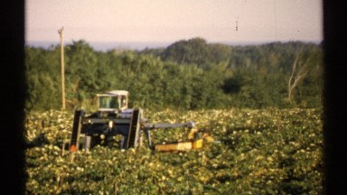 1971: tractor harvesting in field NEW YORK