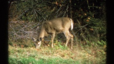 1971: deer wandering in forest,eating grass NEW YORK