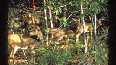 1971: deer eating in the forest NEW YORK