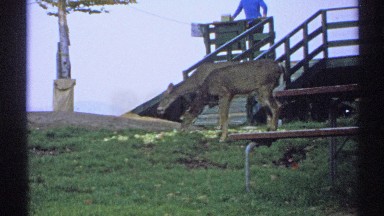 1971: two deer enjoying something tasty near a picnic table, with a man in a