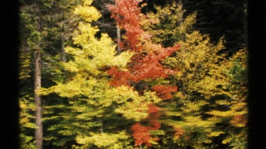 1971: colorful deciduous trees NEW YORK