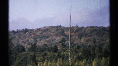 1971: a tree trunk stripped of all limbs stands in front of a hill covered by