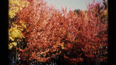 1971: watch the leaves change color for fall NEW YORK