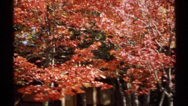 1971: fall time is showcasing the beauty of the leaves changing colors. NEW YORK