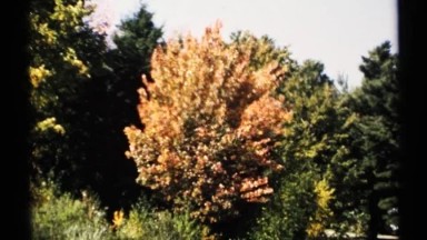 1971: some bushes in the sun that are green and orange NEW YORK