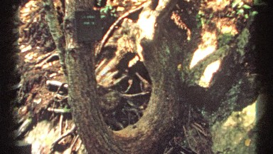 1971: A Sign Nailed to a Twisted Tree Trunk Reads Tee Na Wee Na Falls, New York