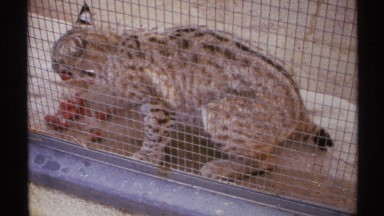 1972: eating habits of a wildcat NEW MEXICO