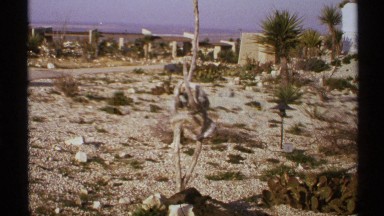 1972: items hanging on a tree in the desert. NEW MEXICO