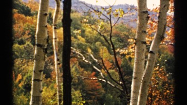 1971: view of the forest in fall with colorful leaves NEW HAMPSHIRE