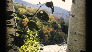 1971: nature long shot view of green field and full of trees and plants at the