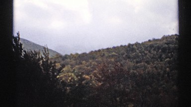 1971: a forest with full of plants and trees and it looks like cute at the
