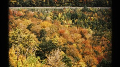 1971: a wild forest containing lot of trees VERMONT